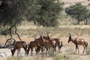 Large herds of Red hartebeest in Nossob valley