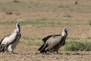 White-backed vulture