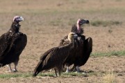 White-backed vulture and Lappet-faced vulture