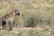 Spotted hyaena at Kannaguass waterhole