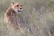 1 of 3 cheetah hunting at Marie se draai waterhole in the evening