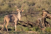 Kudu at old Urikaruus waterhole