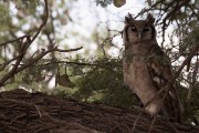 Verreaux's eagle-owl