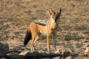 Black-backed jackal