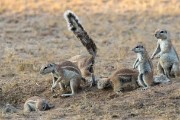 Ground squirrels
