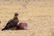 Tawny eagle on baby wildebeest kill