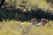 2 cheetah brothers at Auchterloine