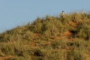 Cheetah on the dune at first light in Nossob valley