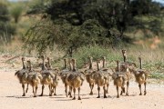 More ostrich chicks