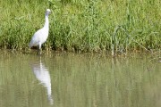 Egret