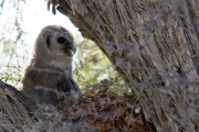 Verreaux's Eagle-owl chick
