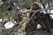 Verreaux's Eagle-owl