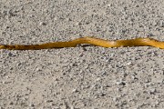 Cape cobra crossing the road