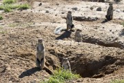 Ground squirels