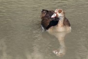 Egyptian goose