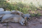 Lazy lions at Houmoed waterhole