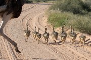 More ostrich chicks