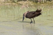 Hamerkop