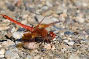 Red dragonfly only in Nauklut Mountains