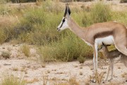 New born Springbok