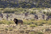 The oryx are watching the lion