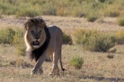 Lion walking by Houmoed waterhole in the morning