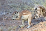Ground squirrel