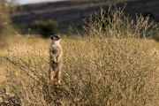 Suricate or meercak on patrol from the top of a bush