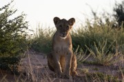 Big cubs at Kij Kij waterhole from Supermom pride