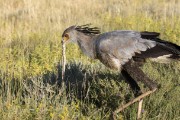 Secretary bird catching a small puff adder