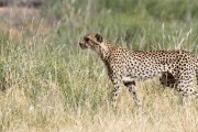 Cheetah mon with 2 cubs stalking a jackel