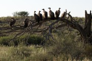 Vulltlures waiting to eat