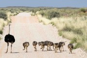 Ostrich and chicks