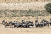 Blue wildebeest at our camp waterhole Urikaruus