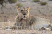 Young male lion