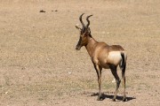 Red hartebeest