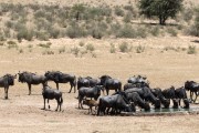 Blue wildebeest at Urikaruus waterhole