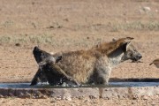 Spotted hyaena taking a bath at Kamqua