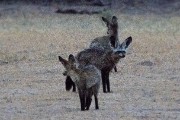 Bat earred foxes at dawn