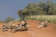 We knew there was a large pride on the Lower Dune road but a massive storm came in late afternoon. When it stoped we went looking for them...