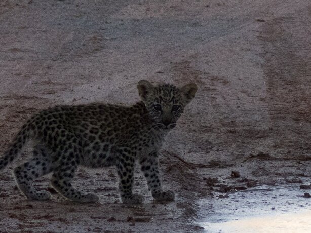 Essau and cubs