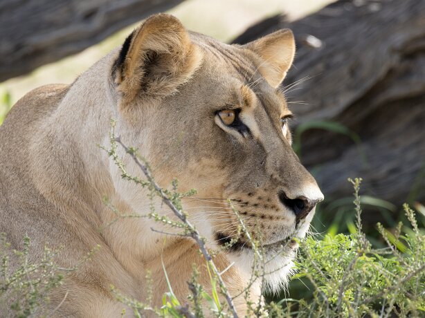 Grootkolk Lion Pride