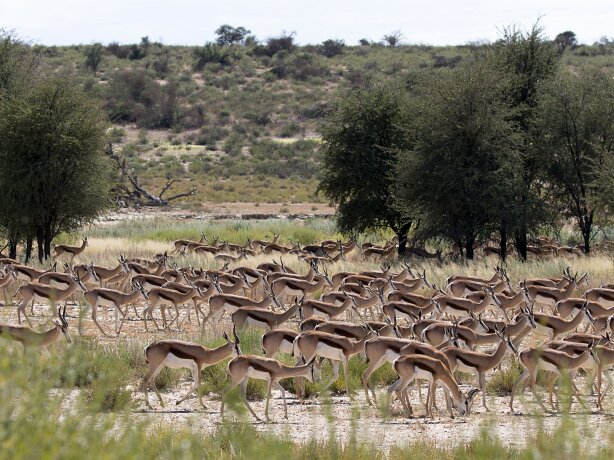 Kalahari Images