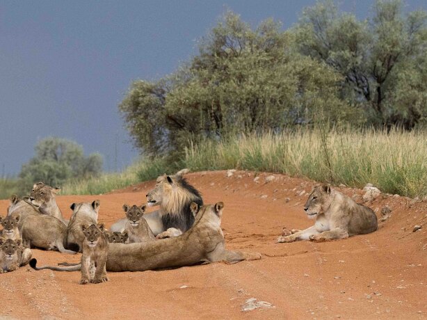 Tierkop Lion Pride