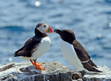 Puffins